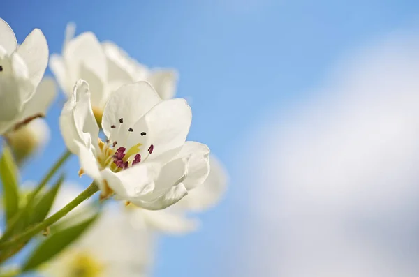 Грушевый Весенний Цветок Дереве Состав Природы — стоковое фото