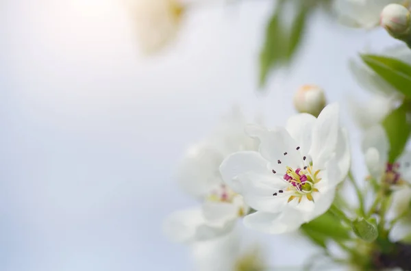 Hruška Jarní Květina Poupě Stromě Složení Přírody — Stock fotografie