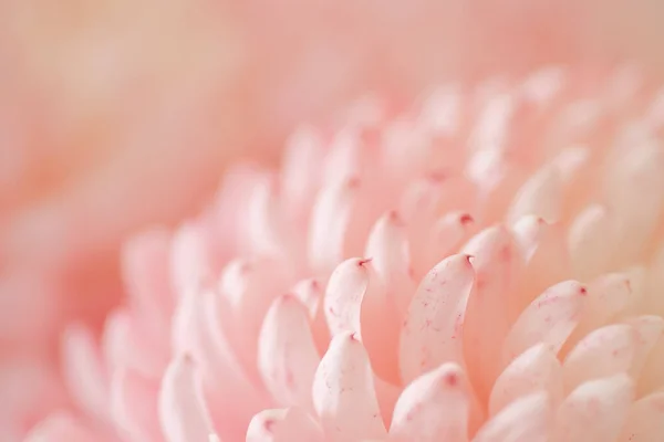 Kasımpatı Çiçekli Makro Shot Renkli Çiçek Arkaplanı — Stok fotoğraf