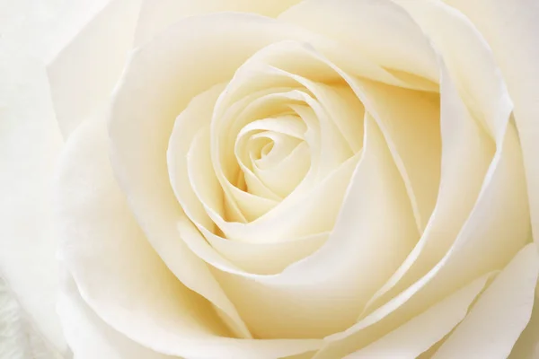 Beyaz Gül Yakın Plan Çiçek Arkaplan Yapısı — Stok fotoğraf