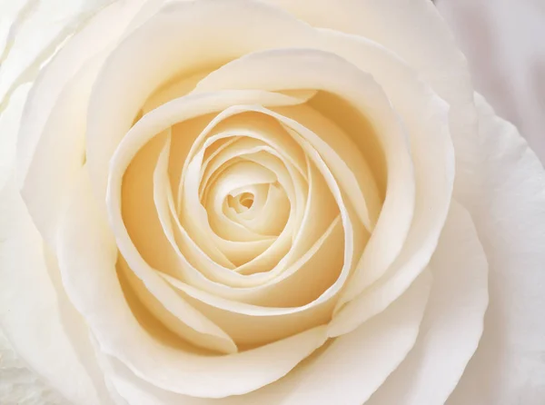 Белый Розовый Крупным Планом Фоновая Природа Цветов — стоковое фото