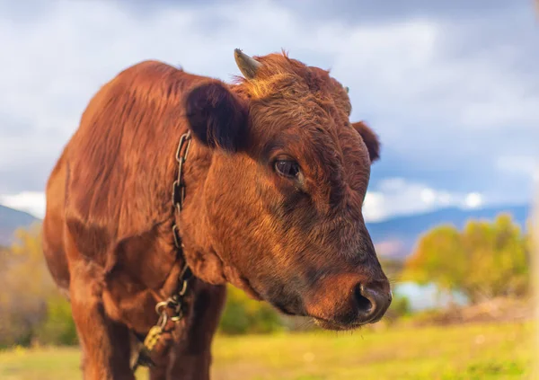 牧草地で若い雄牛の肖像画 自然界の動物 — ストック写真