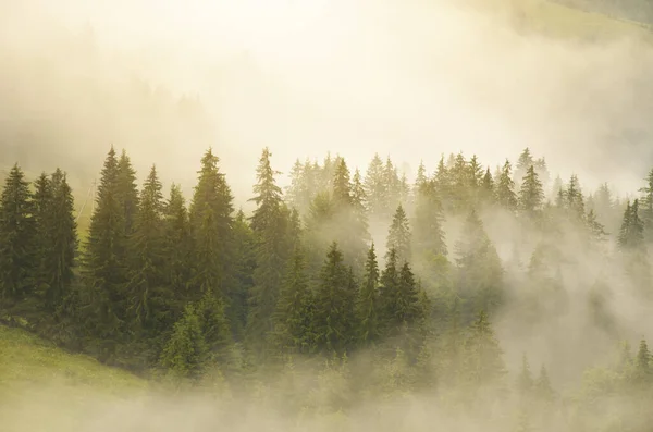 Carpathian Mountain Forest Early Morning Sunrise Beautiful Nature Landcape — Stock Photo, Image