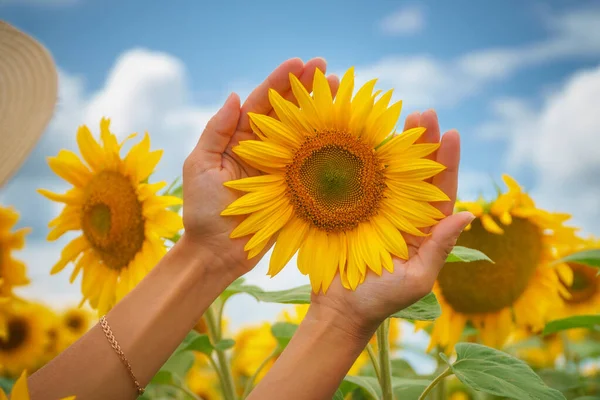 Sunflower in hands. Nature and care scene.