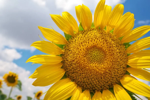 Sonnenblume Himmel Hintergrund Natur Und Landwirtschaftliche Gestaltung — Stockfoto
