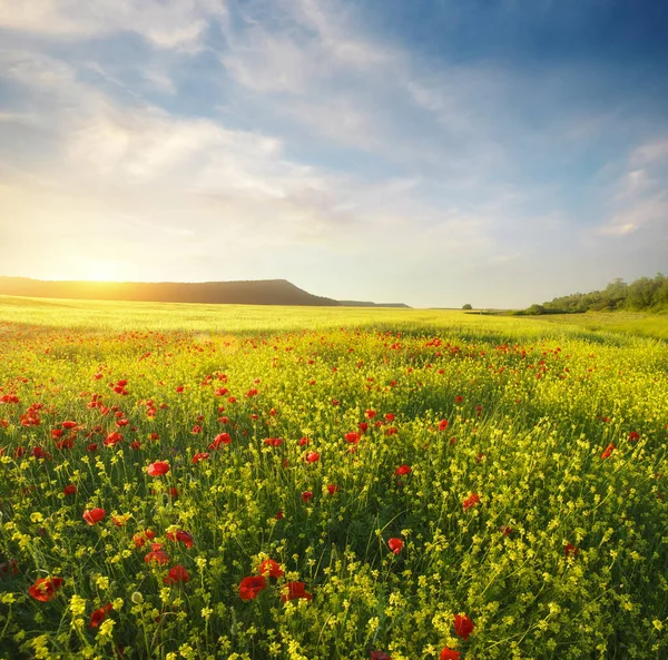 Gün Batımında Çiçek Açan Bir Çayır Bahar Doğası Bileşimi — Stok fotoğraf