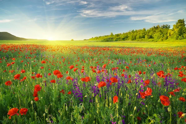 Louka Kvetoucího Jarního Květu Západě Slunce Jarní Přírodní Krajinná Skladba — Stock fotografie