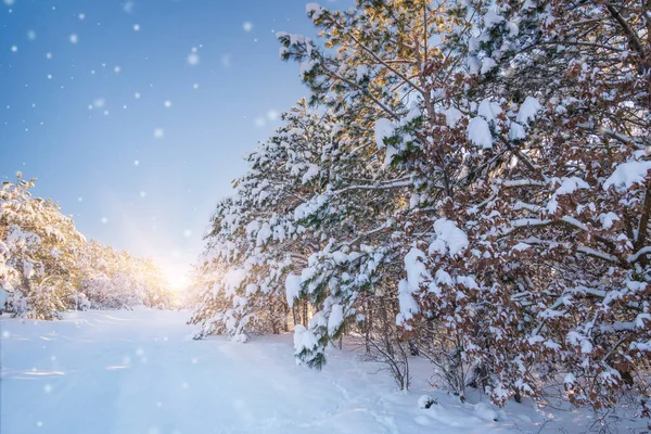 Mrazivá Zimní Krajina Zasněženém Lese Při Západu Slunce — Stock fotografie
