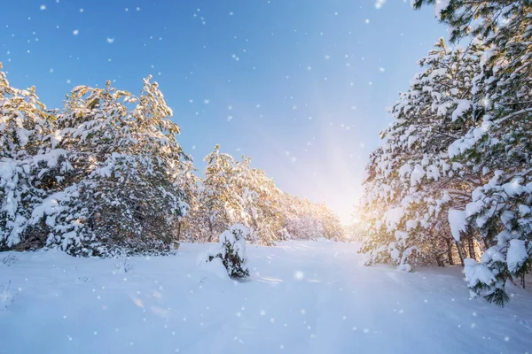 Mrazivá Zimní Krajina Zasněženém Lese Při Západu Slunce — Stock fotografie