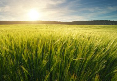 Meadow of wheat on the sunset. Nature landscape.  clipart