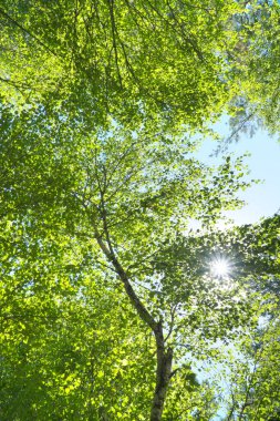 in het forest. natuur samenstelling.