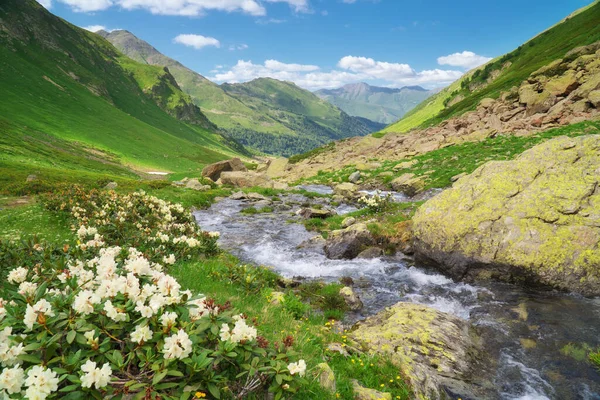 Ποταμός Στην Κοιλάδα Του Βουνού Και Λευκά Ανθισμένα Ροδόδενδρα — Φωτογραφία Αρχείου