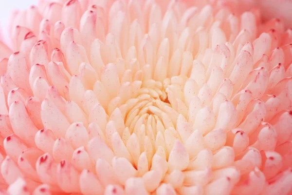 Chrysanthemenblüte Makroschuss Farbe Blume Hintergrund — Stockfoto