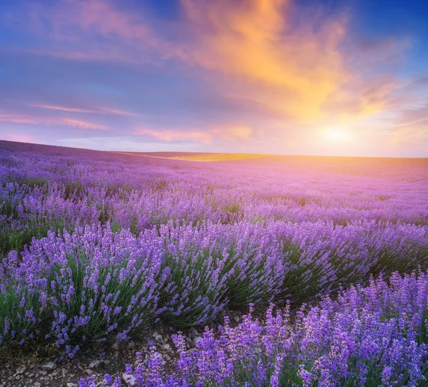 Lavendelmeadow Ved Solnedgang Naturlandskapssammensetning – stockfoto