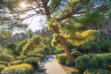 Parkın içinden geçen yol ve görkemli güneş ışığı. Doğa bileşimi.