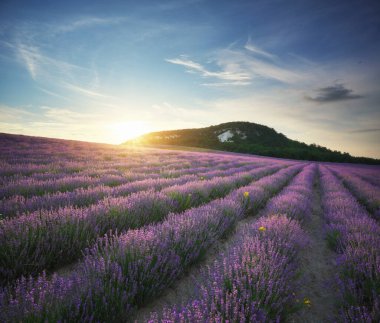Gün batımında buğday çayırı. Doğa kompozisyonu.