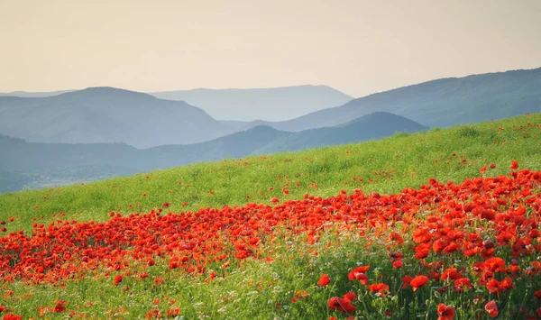 Wiosenne Kwiaty Łące Piękne Krajobrazy — Zdjęcie stockowe