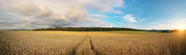 Луг Пшениці Заході Сонця Склад Природи — стокове фото