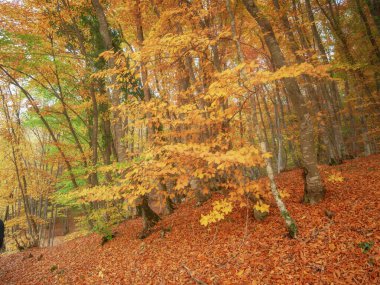 Dağın derinliklerindeki sonbahar ormanı. Doğa manzarası.