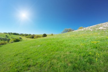 Dağ çayırında güneşli bir gün. Güzel manzara kompozisyonu.