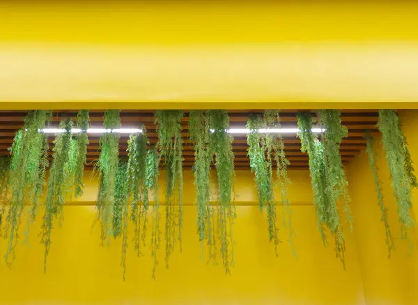 Hang down green plant decoration. Interior design.