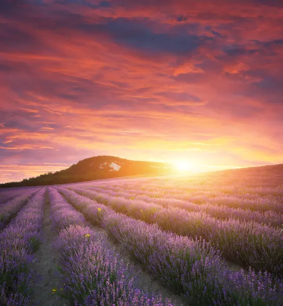 Meadow Wheat Sunset Nature Composition — Stock Photo, Image