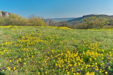 Dağda güneşli bir sabah. Güzel manzara kompozisyonu.