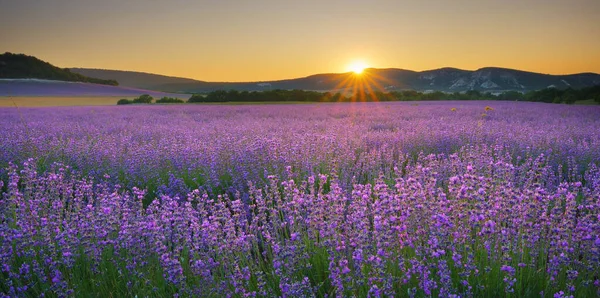 Lavendelmeadow Ved Solnedgang Natursammensetning – stockfoto