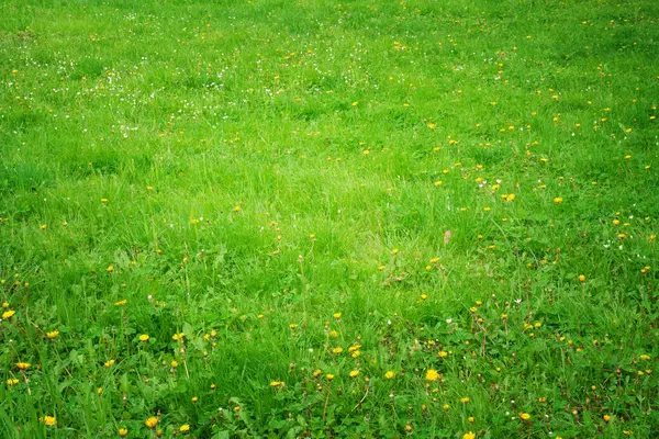 緑の草の背景の質感 意匠の要素 ロイヤリティフリーのストック画像