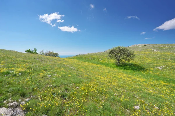 山の草の中にある木と黄色の花 美しい春の自然景観構成 ストックフォト