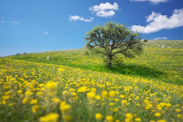 Дерево Желтые Цветы Горном Лугу Прекрасная Весенняя Композиция Стоковая Картинка