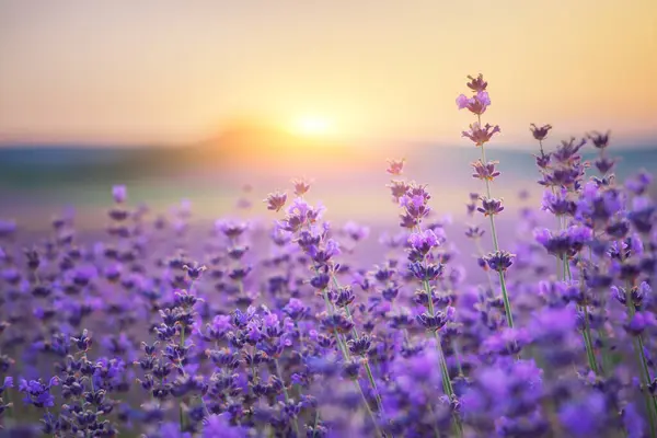 Bush Lavendel Frower Vid Solnedgången Naturens Sammansättning Stockfoto