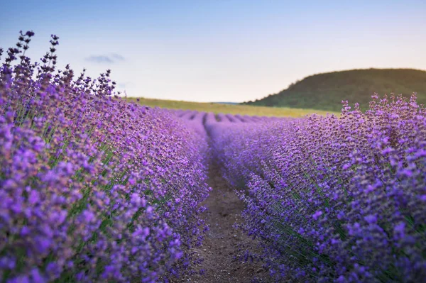Äng Lavendel Vid Solnedgången Naturens Sammansättning Stockbild