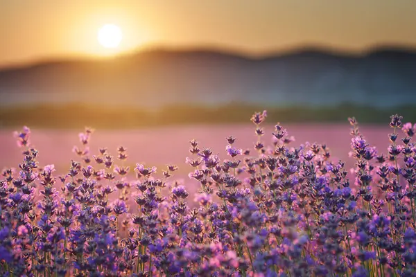 Кущ Лаванди Заході Сонця Склад Природи Стокове Фото