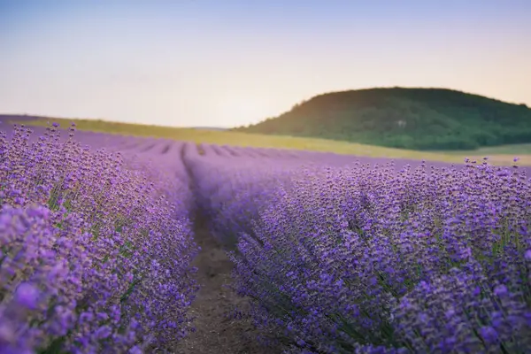 Prado Lavanda Pôr Sol Composição Natural Imagens De Bancos De Imagens