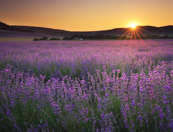 Meadow Lavender Sunset Nature Composition Stock Image