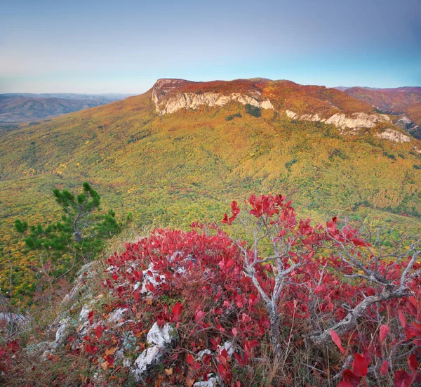 日の出の間の山の風景 秋の赤い茂みがエッジに 自然の構成 ロイヤリティフリーのストック写真