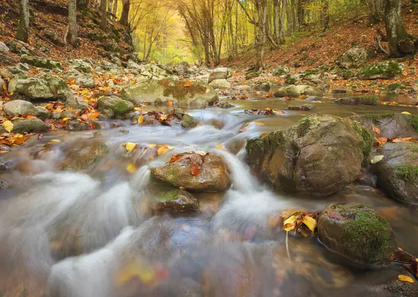 秋の木と川の流れ 自然の組成 ストック画像