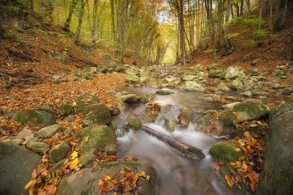秋の木と川の流れ 自然の組成 ロイヤリティフリーのストック画像