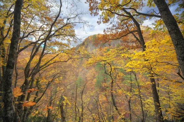 山の深い秋の森 自然景観 ロイヤリティフリーのストック写真