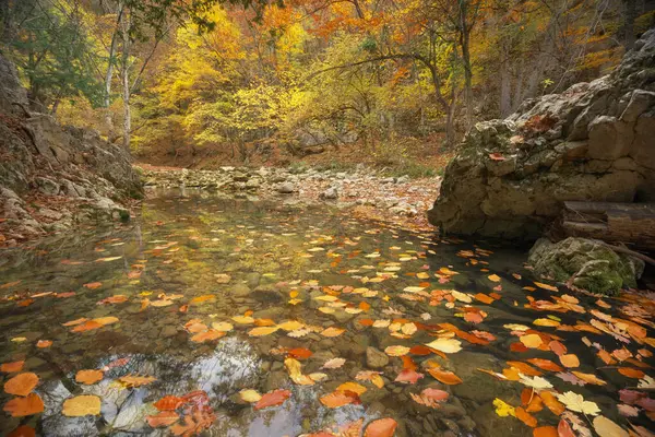 Осіннє Дерево Річка Листям Склад Природи Ліцензійні Стокові Фото