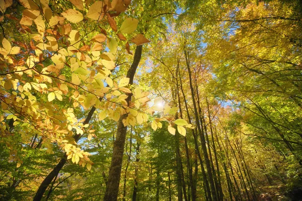 Осенний Лес Состав Природы Стоковое Изображение