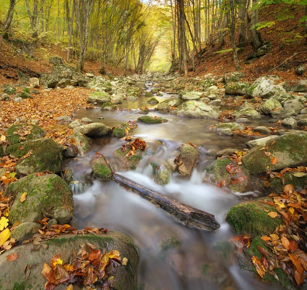 秋の木と川の流れ 自然の組成 ロイヤリティフリーのストック画像