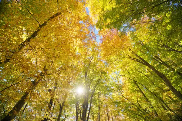Autumn Forest Nature Composition Stock Photo