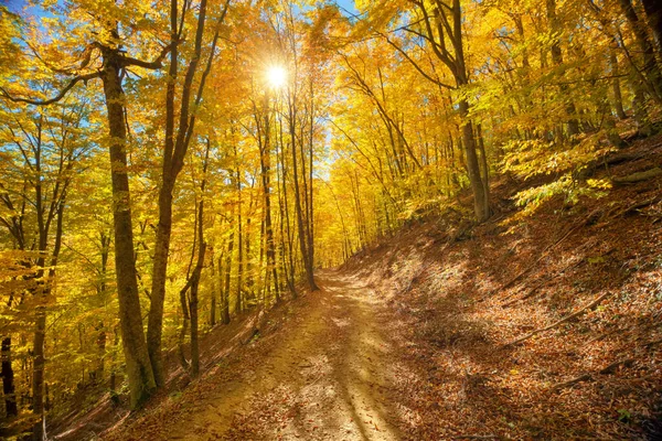 Осенний Лес Глубоко Горах Природный Пейзаж Стоковое Фото