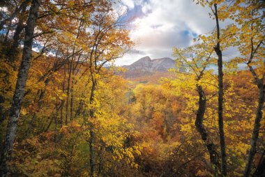 Dağın derinliklerindeki sonbahar ormanı. Doğa manzarası.
