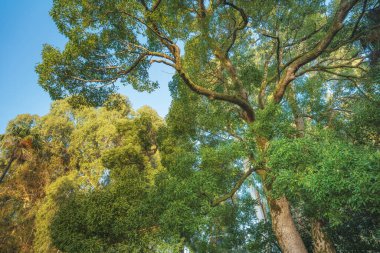 in het forest. natuur samenstelling.
