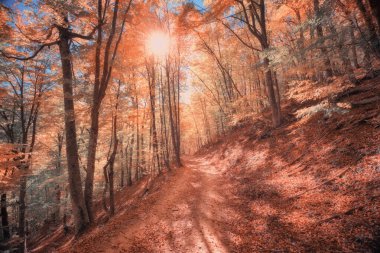 Dağın derinliklerindeki sonbahar ormanı. Doğa manzarası.