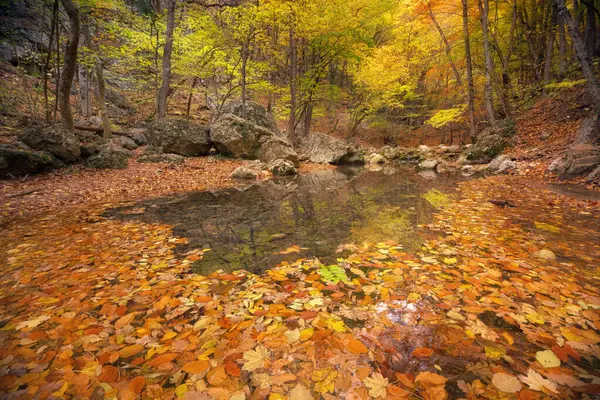 Vlhké Listí Jezírku Podzimní Krajina Přírody — Stock fotografie