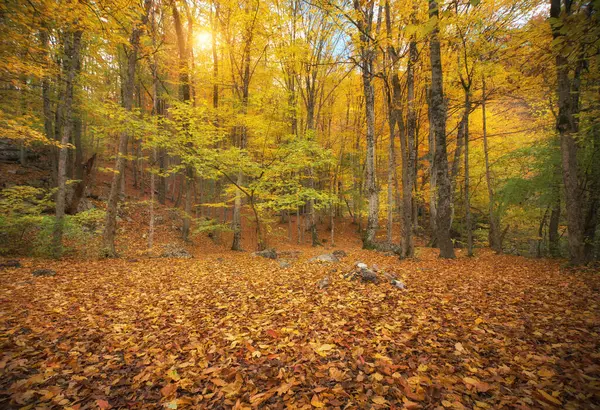 Podzimní Les Sluneční Svit Přírodní Krajina — Stock fotografie
